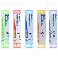 CACTUS GRANDIFLOR T GRLS 7C 