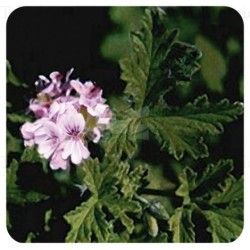 GERANIUM EGYPTE HUILE ESSENTIELLE PRANAROM 10ML
