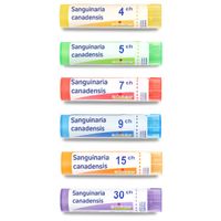 SANGUINARIA CANADENSIS